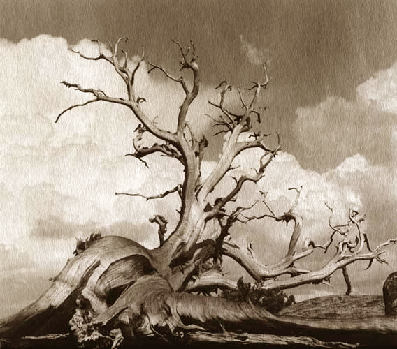 (image for) Gnarled Tree on Charcoal Black Paper - Click Image to Close
